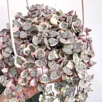 String of Hearts Plant in 2.5-Inch Pot, Rare Trailing Succulent for Indoor Planting, Hanging Houseplant for Decoration