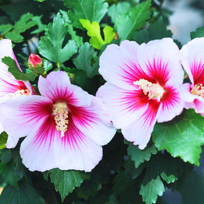 1 Pink Rose of Sharon Plant Live 4 Inch Pot, Hardy Hibiscus Shrub with Vibrant Blooms, Althea Hibiscus Syriacus Flowers
