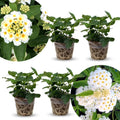2 Traling White Lantana Plants Live Trees, Ready to Bloom, Hardy Long Blooming Seasons, Vibrant Colorful Perennial Fragrant, 5-10" in Tall, Full Sun Growing