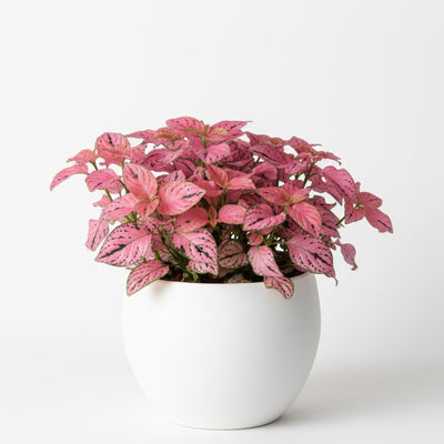 Rose Polka Dot Variegated Plant Live, Small Indoor Plants, 2.5 Inches Pot for Houseplant