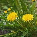 Dandelion Plant Live, Yellow Dandelion Live Plant in 4 Inc Potted