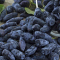 Haskap Berry Plant Edible Honeysuckle Blue Haskap Fruit Tree, 4-6 Inch Honeyberry Plant for Gardening