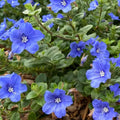 3 Evolvulus Blue Daze Live Plants, 4–6 Inch Tall Perennial Flowers, Well-Rooted Ground Cover for Indoor and Outdoor Spaces