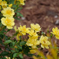 Fragrant Yellow Rose Plant Live Bush Shrub, Old-Fashioned Rose Summer Rebloomer in 4 Inch Pot