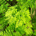 2 Moringa Plants Live for Planting, 6-10 Inch Tall Oleifera Moringa Live Tree Plant in Pot, Well Rooted