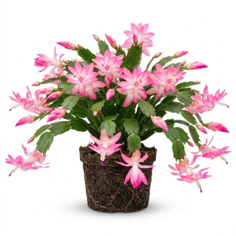 Pink Christmas Cactus Live Plant, Holiday Cactus, 4-6 Inch Tall