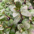 Pack 3 Chocolate Mint Plants, 4-6" Mint Herb Plants, Fragrant Herbs Starter Plant, Herb Plant in Soil, Easy to Grow