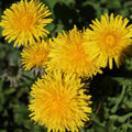 Dandelion Plant Live, Yellow Dandelion Live Plant in 4 Inc Potted