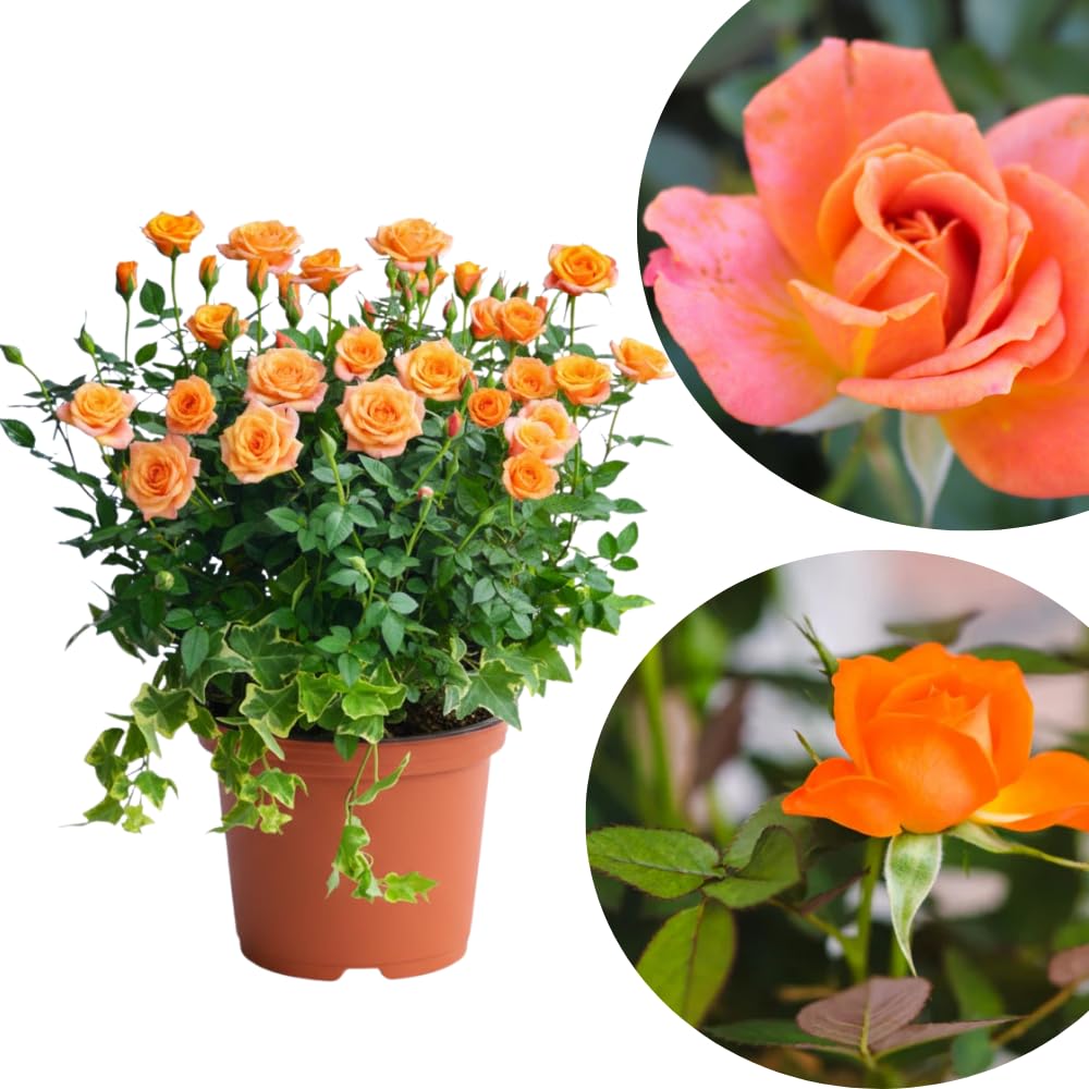 Mini Rose Bush Live Plant in 3.5'' Pot, Miniature Rose Plant Live, 3-5'' Tall, Mini Rose Plant, Live Flower Plant for Office and Home Decoration (Orange)