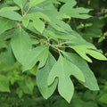 Sassafras Tree, Dormant Hardy Shrub, 1-2 Ft Tall