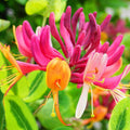 Variegated Pink Yellow Honeysuckle Vine Plant Live Perennial 2.5 Inc Pot Fragrant Flower for Gardening Hedge or Trellis