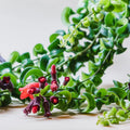 YOKEBOM 1 Aeschynanthus Curly Lipstick Vines 3 Inc Pot, Twisted Lipstick Plants Live for Planting