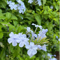 Blue Plumbago Plant Live, Plumbago Flower Live Plants, 4-6 Inches Tall, Tropical Flowering Shrub for Indoor Outdoor Garden