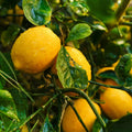 3 Meyer Lemon Trees Live Plants in 4'' Pot, Fragrant Citrus Tree, Hardy and High-Yielding Meyer Lemon Plant for Indoor Outdoor Growing, Ready to Grow, 2-3 Inch Tall