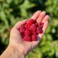 2 Caroline Red Raspberry Plants Live, Sweet Raspberry Bush 4-6 Inches Tall, Edible Fruit Tree for Outdoor Growing