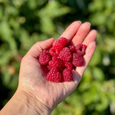 2 Caroline Red Raspberry Plants Live, Sweet Raspberry Bush 4-6 Inches Tall, Edible Fruit Tree for Outdoor Growing