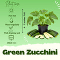 Green Zucchini Live Plant, Zucchini Vegetable Vine Plant, 4-7" Tall in Pot