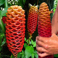 2Pcs Awapuhi Shampoo Ginger Roots, Zingiber Zerumbet Pinecone Ginger for Outdoor Planting, Fresh Ginger Rhizomes to Grow