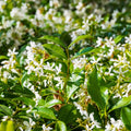 Star Jasmine Live Plant, Live Star Jasmine Plant, White Flowers Vine Live Plants, 4 to 6 Inch Tall, Indoor Outdoor Garden, No Pot, Perennial Flower Starter Plants for Growing