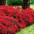 Red Reblooming Azalea Rhododendron Plant Live in 4 Inch Pot, Azalea Rhododendron Bush Shrub, Bloom in Spring, Late Summer, Fall Rebloom