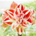 Sweet White Red Waxed Amaryllis Plant Bulb, Holiday Decorations Blooms, Zone: 9-11 or Indoors