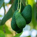 Avocado Tree Live Plant, Live Avocado Plant Seedling, 6 to 9 Inc Tall for Garden