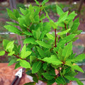 2 Bay Leaf Live Plants, 5-8 Inch Tall - Bay Laurel Herb Plant for Growing, Perennial Fragrant Leaves Herb Plants, Well Rooted Plant, No Pot in Soil