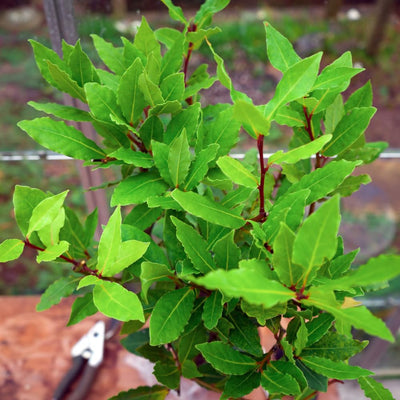 2 Bay Leaf Live Plants, 5-8 Inch Tall - Bay Laurel Herb Plant for Growing, Perennial Fragrant Leaves Herb Plants, Well Rooted Plant, No Pot in Soil