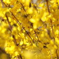 Lynwood Gold Forsythia Plant Live in 4'' Pot, Yellow Forsythia Bush Live Plant for Outdoor Planting, Fragrant Forsythia Shrub, Ready to Grow, 4-6 Inch Tall