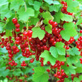 Red Currant Plant Live Well Rooted, 1 Year Large Bare Root, Red Currant Bush Live Plant 5-9 Inch Height, Currant Berries