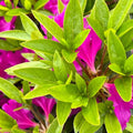 Big 1 Gallon Pink Purple Rhododendron Plants Live, 1-3 Years Old Azalea Plants Live Shrubs Bushes for Planting, Very Well Rooted