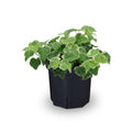 Ivy Plant Live Fast-Growing, Potted 3-5" in Tall, Climbing Indoor Outdoor Houseplant, Easy Care Trailing Vine, Fast Growing Small Starter Plant for Home Office Décor (Golden Boston Ivy)