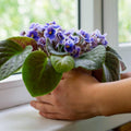 African Violet Plant, Blue African Violets Live Plants, 4 to 6 Inc Tall