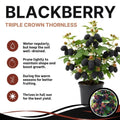 Triple Crown Thornless BlackBerry Live Plant, 5-8" Tall, Hardy BlackBerry Bush, Sweet BlackBerry Fruit Plants Live for Planting in Garden, No Pot