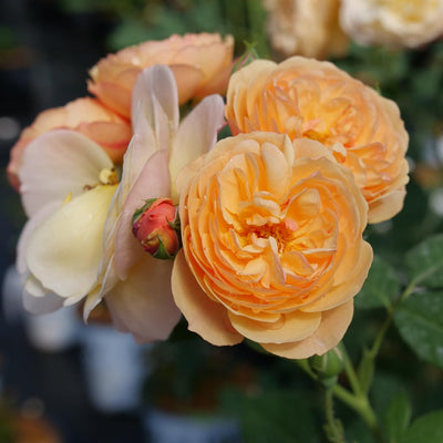 Live Apricot Orange-Pink Rose Bush Plant Live Shrub Rebloomer, Fragrant Rose Bushes Plant Live, Rose for Planting, Starter Size, 4 to 10 Inc Tall
