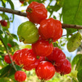02 Surinam Cherry Trees Live Plants for Outdoor Spring Planting, 4-7" in Tall, Edible, Sweet, High Yielding Fruit Tree Fast-Growing