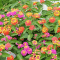 2 Pink Lantana Plants Live Trees, Ready to Bloom, Hardy Long Blooming Seasons, Vibrant Colorful Perennial Fragrant, 5-10" in Tall, Full Sun Growing