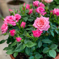 Roses Plant Live, in Pot, Fragrant Roses Flowers, Everblooming Ornamental Garden (Pink)