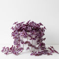 Pink Wandering Jew Plant Live, Variegated Wandering Live in 3.2 Inches Pot, Vibrant Foliage Indoor Houseplant
