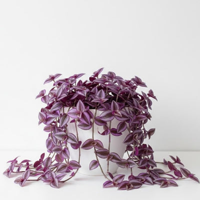 Pink Wandering Jew Plant Live, Variegated Wandering Live in 3.2 Inches Pot, Vibrant Foliage Indoor Houseplant