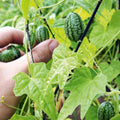 2 Cucamelon Plants Live, 4 Inches Pot, Live Cucamelon Plants from 3 to 5 Inches Long, Cucamelon Starter Plants, Cucamelon Live Plants for Garden, High Yield