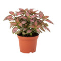 Polka Dot Live Plant, Polka Dot Plant, Small Indoor Plants, 2.5 Inches Pot for Indoor or Outdoor Houseplant (Rose)