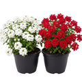 2 Mix Verbena Plants Live, Verbena Flower Plants, Mixed Color Perennial Ground Cover, Vibrant Blooms for Garden Beds, Outdoor Planting, 4-8 Inches Tall