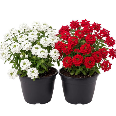 2 Mix Verbena Plants Live, Verbena Flower Plants, Mixed Color Perennial Ground Cover, Vibrant Blooms for Garden Beds, Outdoor Planting, 4-8 Inches Tall