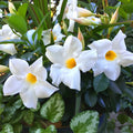 Set 2 of White Mandevilla Plant for Garden, 4 Inc to 7 Inc Tall, Mandevilla Vine Plant Live