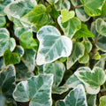 Ivy Plant Live, Trailing Ivy Plant 4'' Pot, Climbing Houseplant for Growing Indoor Outdoor