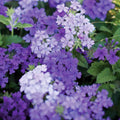 Pack 3 Light Lavender Verbena Plants Live Perennial Ground Cover, No Pot, 5-9" in Tall, Can Grow As Trailing Bushes, Spring Flowers