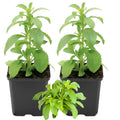 2 Stevia Plants Live Outdoor Indoor, in 4" Pots, Perennial Stevia Herb for Garden Home, 4-6 Inch Tall