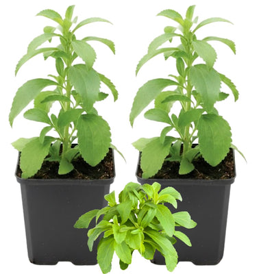 2 Stevia Plants Live Outdoor Indoor, in 4" Pots, Perennial Stevia Herb for Garden Home, 4-6 Inch Tall