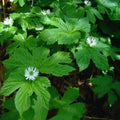 20 Goldenseal Plants Roots, Perennial Goldenseal Flower Bare Roots for Planting Indoor Outdoor